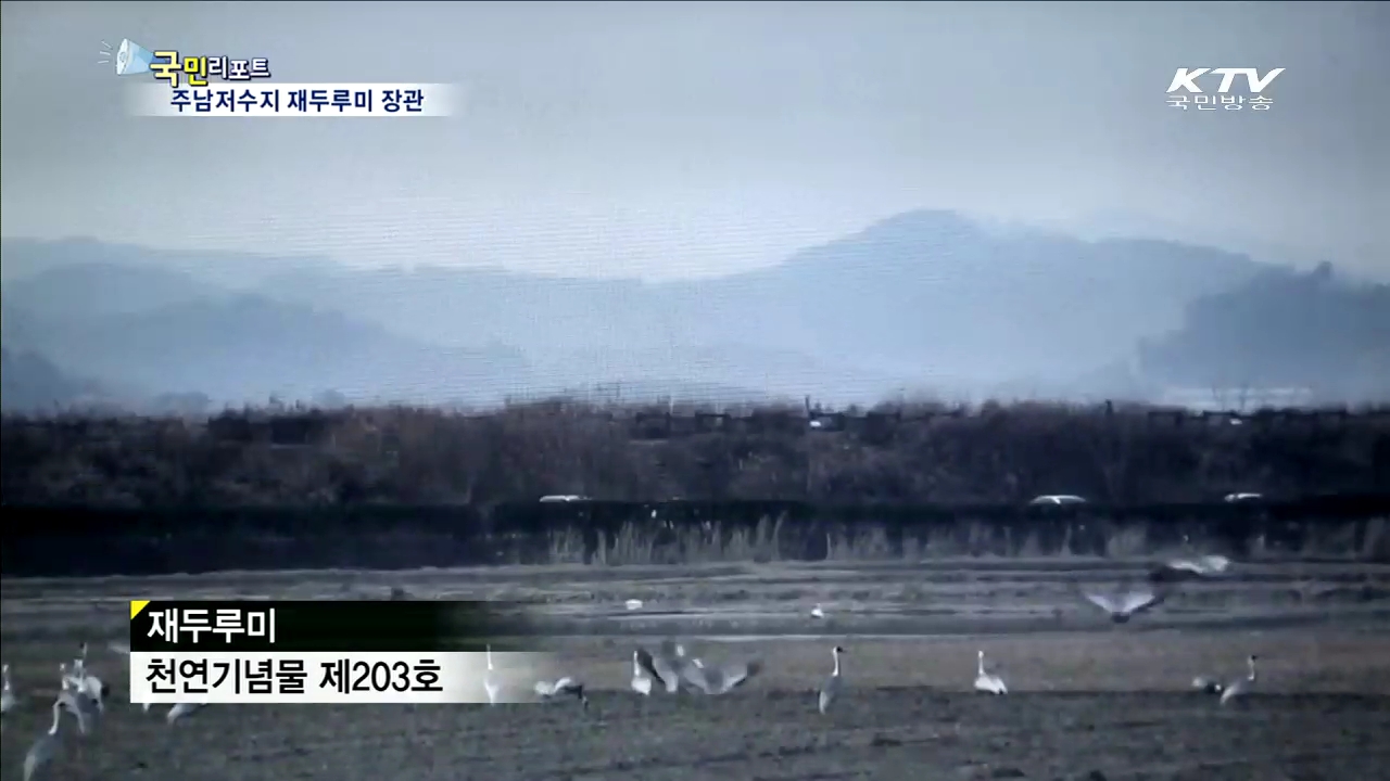 주남저수지 겨울 진객 재두리미 장관