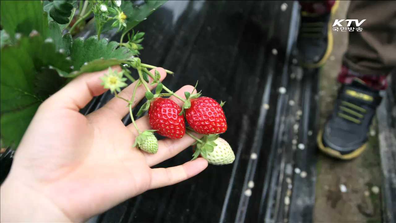 '겨울철 수확 체험'…농촌체험휴양마을 선정