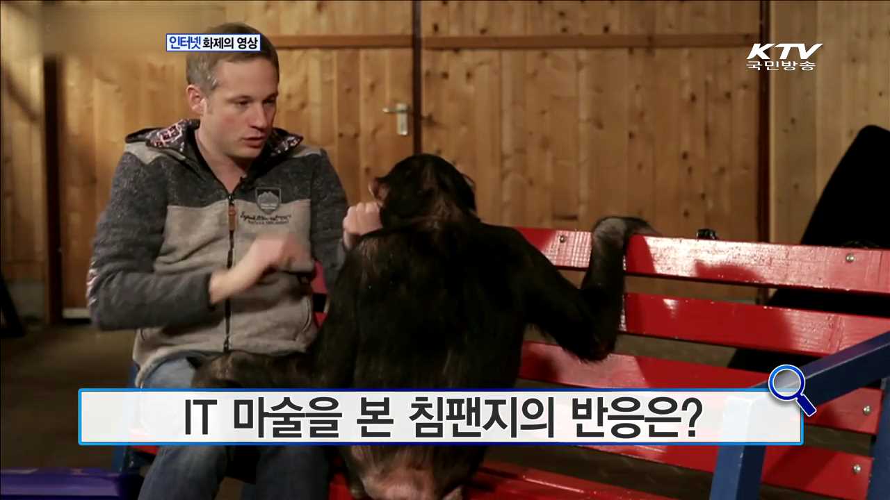 IT 마술을 본 침팬지의 반응은? [인터넷 화제의 영상]