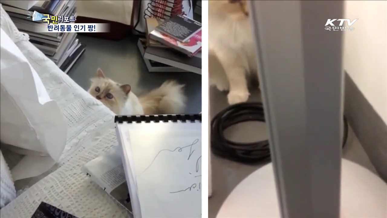 인기 반려동물 SNS 계정 상종가!