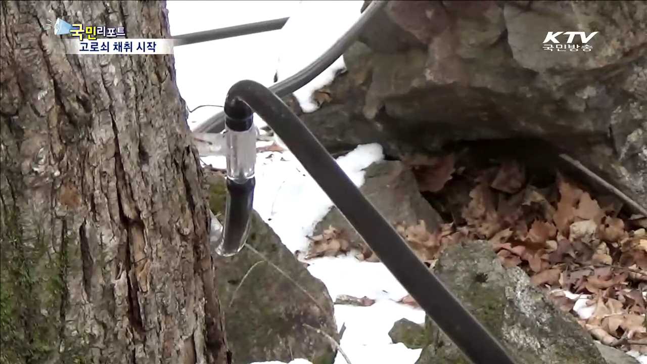 양질의 남양주 고로쇠 수액 드세요