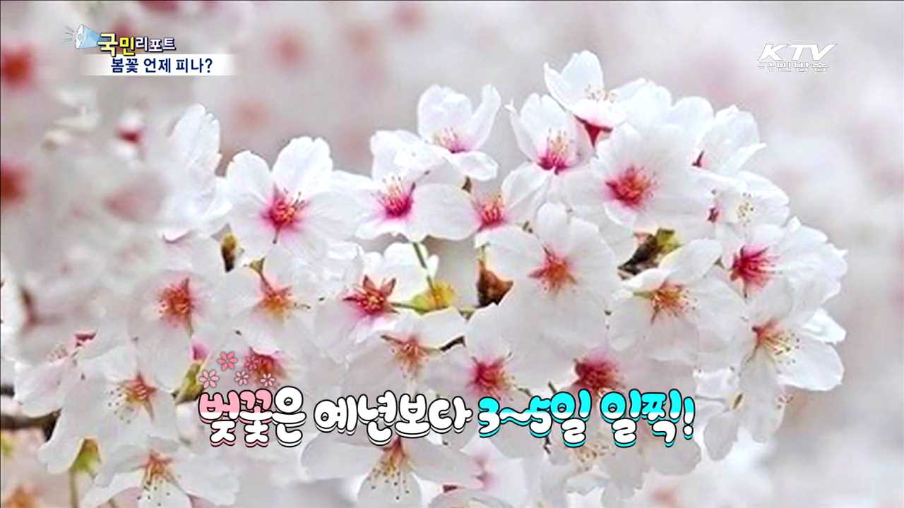 "봄이 왔어요" 봄꽃 언제 피나?