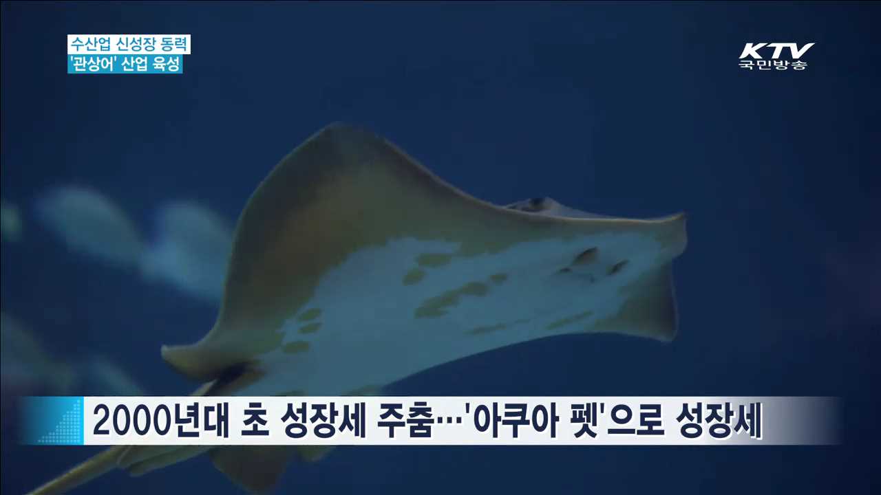 수산업 신성장 동력…'관상어' 산업 집중 육성