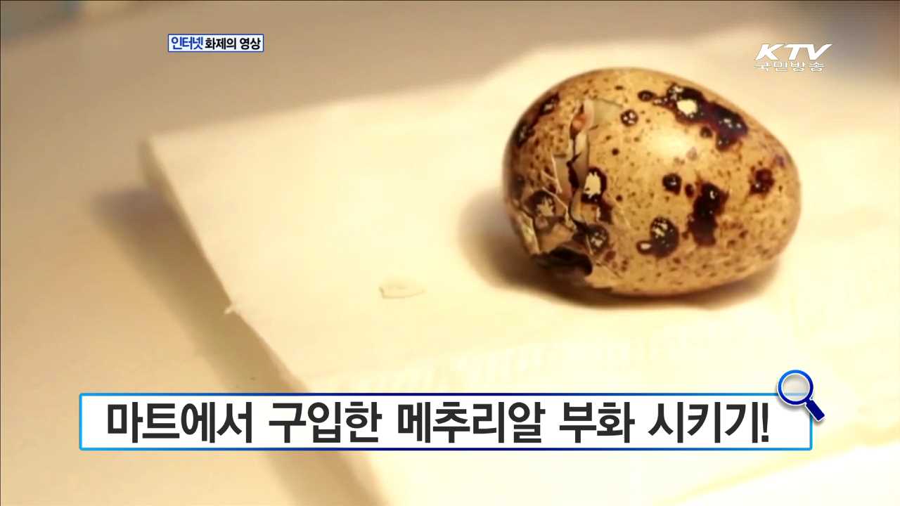 마트에서 구입한 메추리알 부화 시키기! [화제의 영상]
