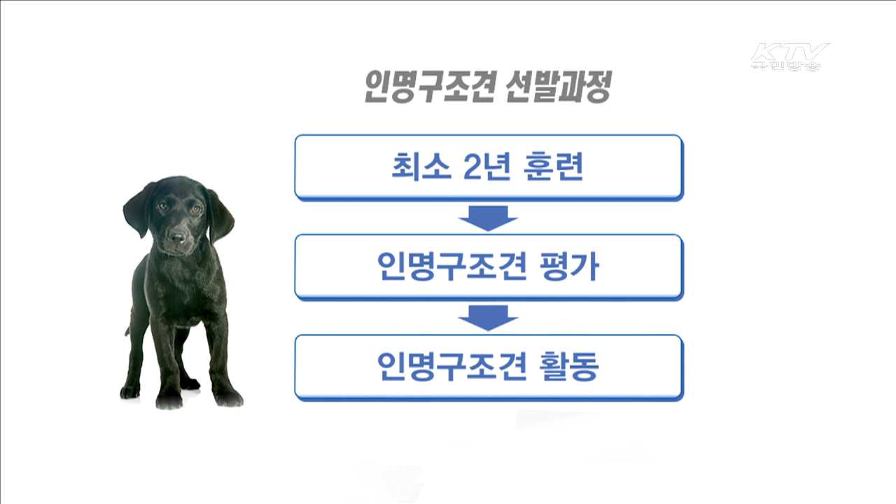 수색역량 강화…인명구조견 합동훈련 [현장속으로]