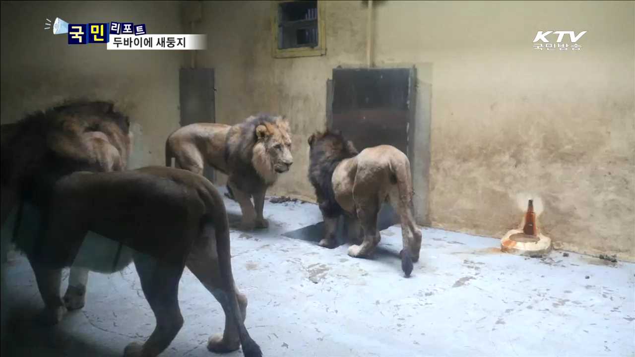 서울대공원 동물 27마리…두바이로 이사