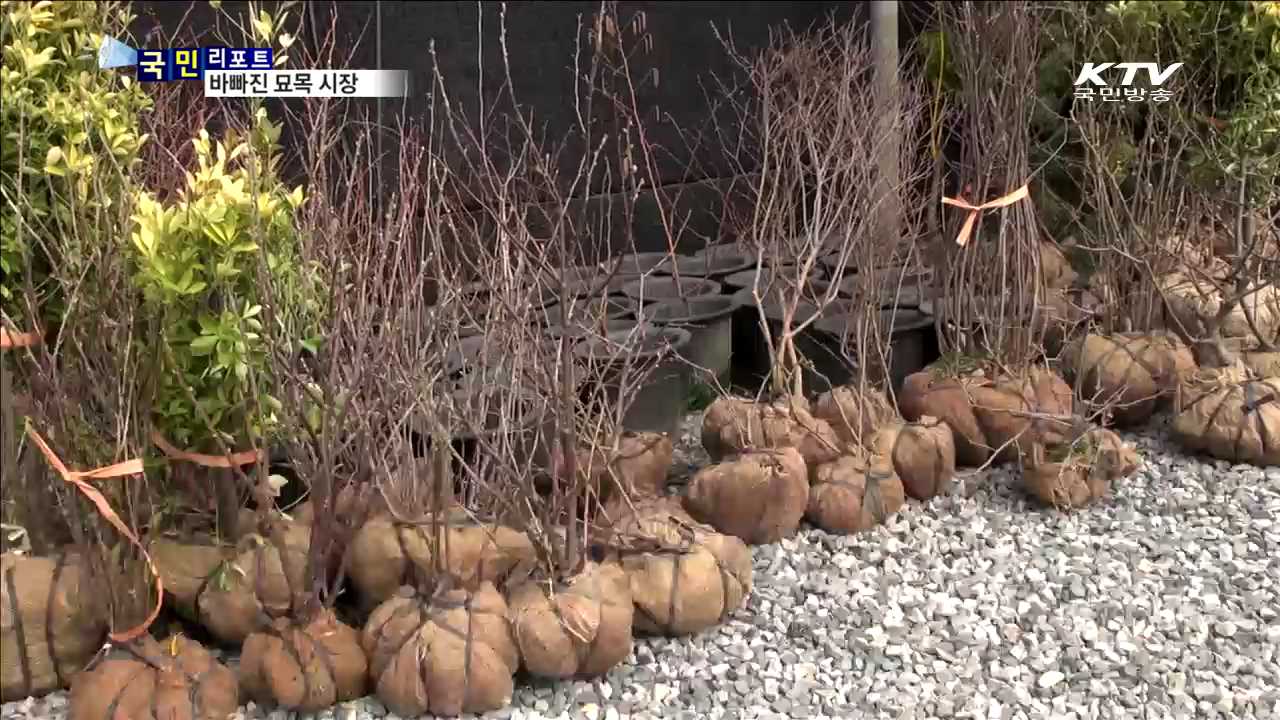 100리 매화 꽃길 장관…북상하는 봄꽃 향연