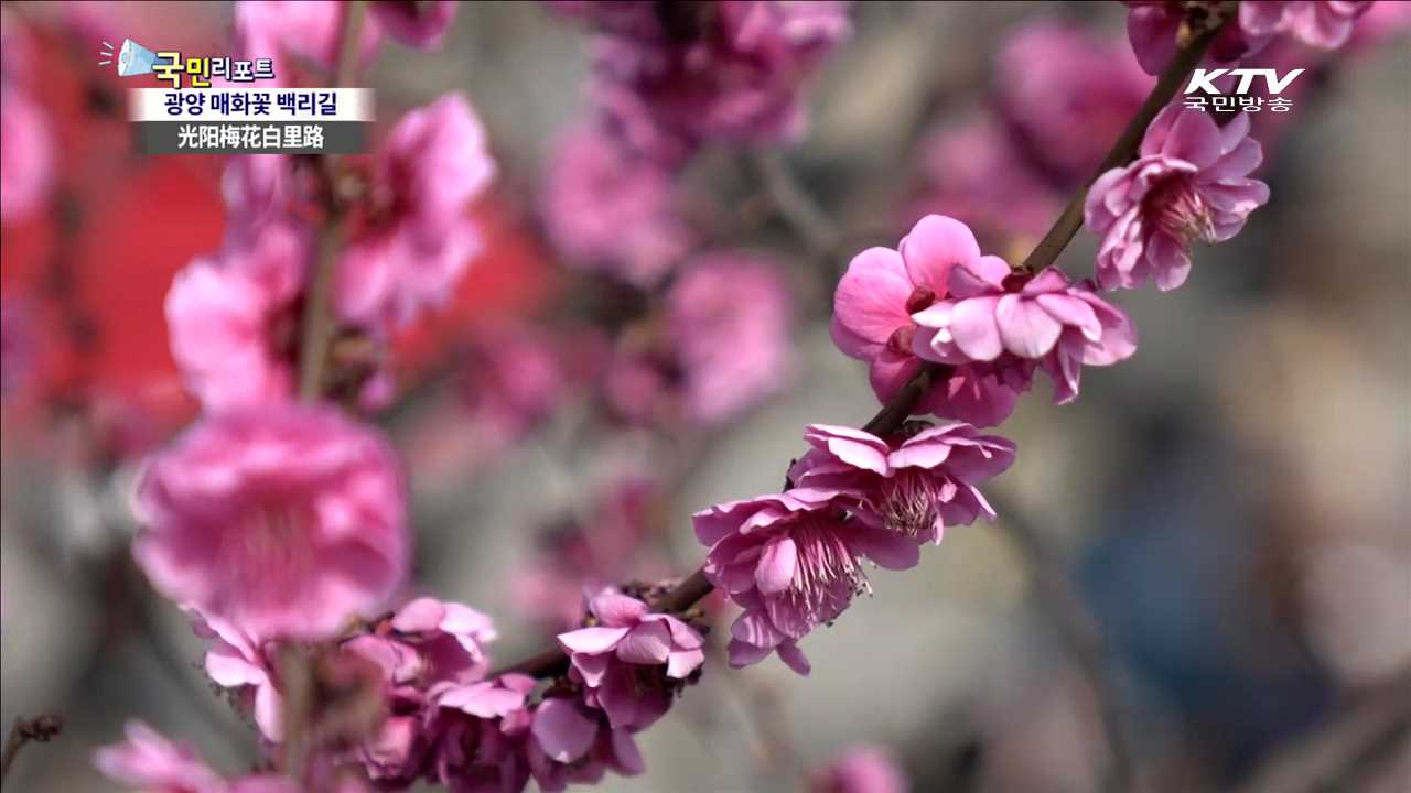 나무 심는 계절…묘목장 출하 준비 분주