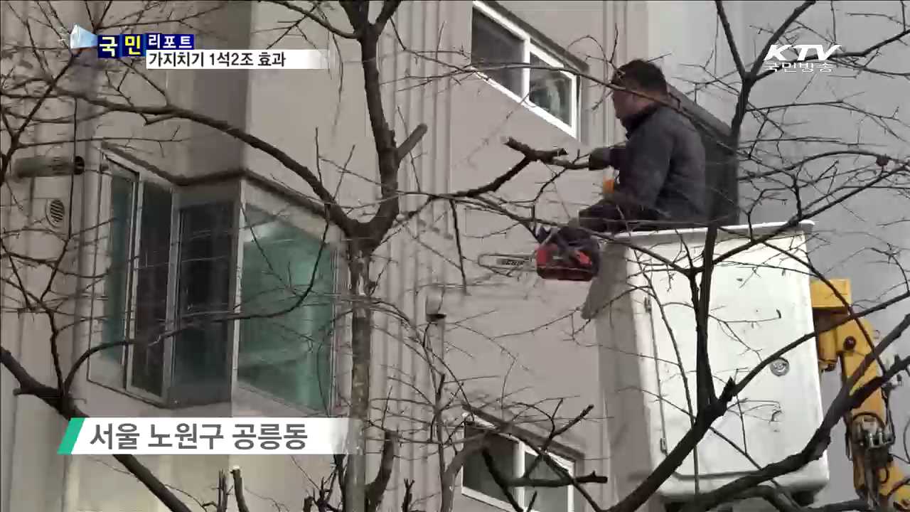 가지치기 '안전·재활용' 1석2조 효과