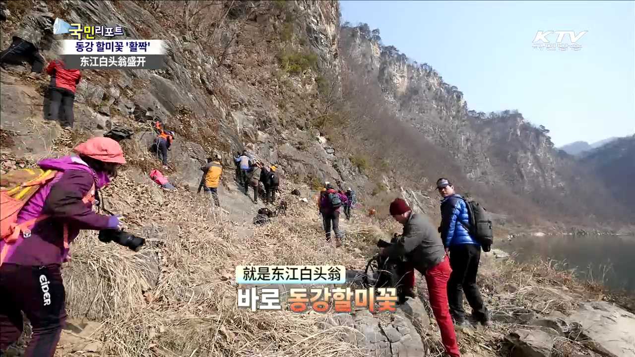 절벽 바위 틈 동강 할미꽃 자태 뽐내