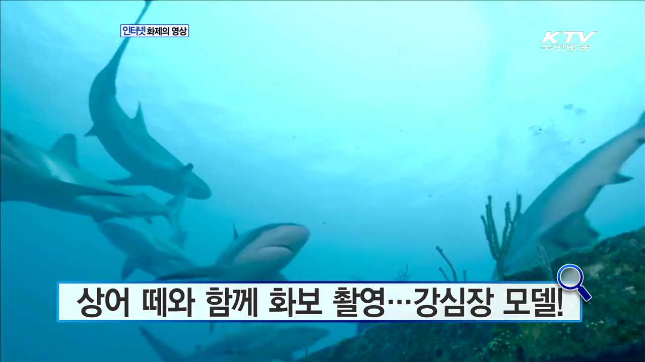 상어 떼와 함께 화보 촬영…강심장 모델! [화제의 영상]