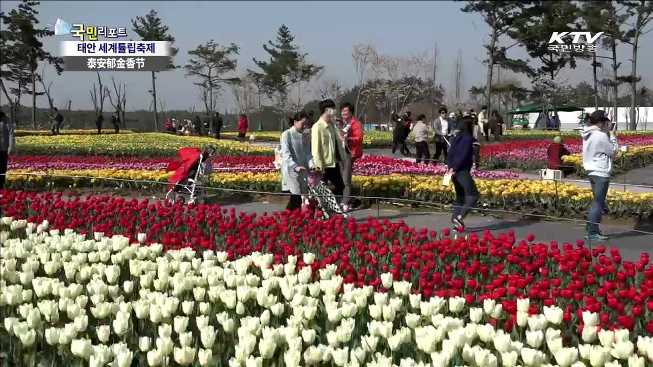 세계 5대 튤립축제…150만 송이 '물결'