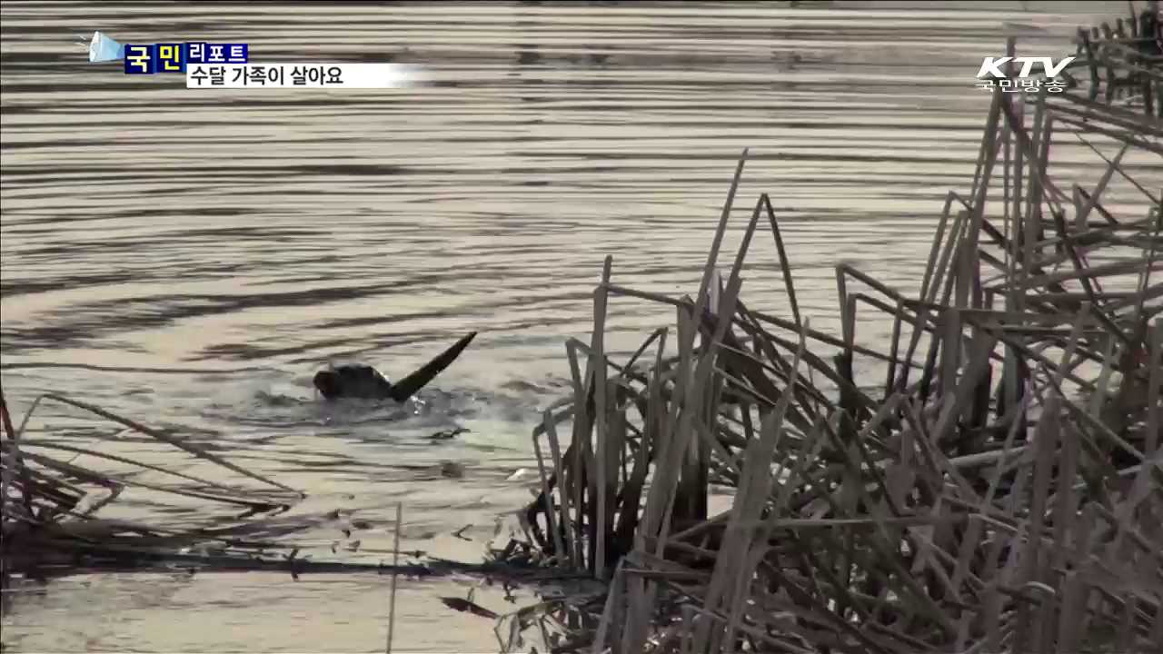 안산 갈대습지에 수달 가족이 살아요