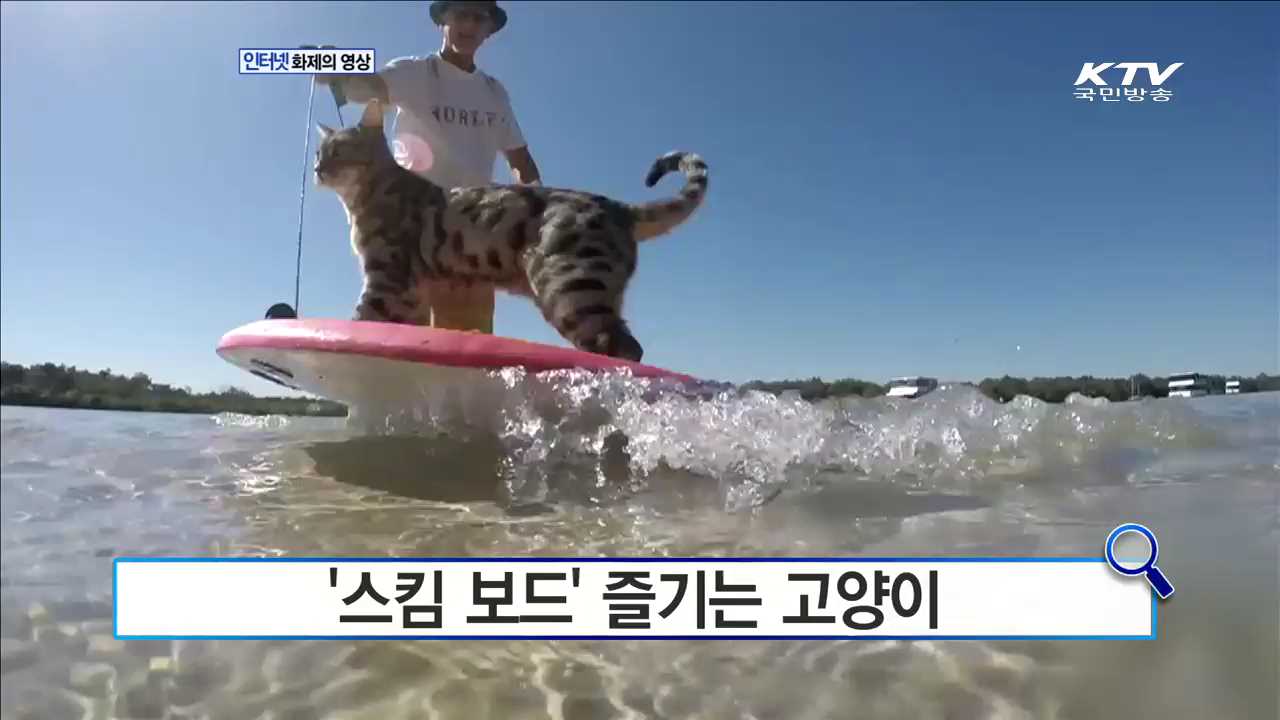 '스킴 보드' 즐기는 고양이 [화제의 영상]