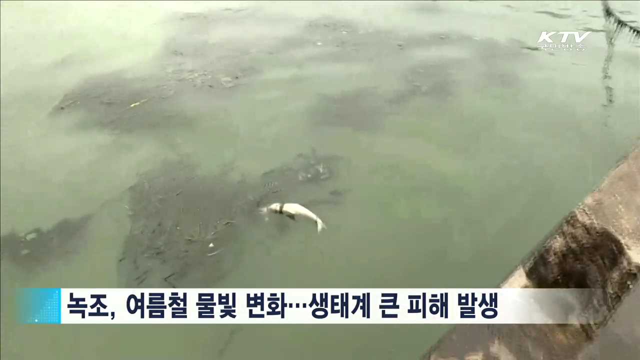 정부, 녹조 오염원 집중관리…선제적 대응