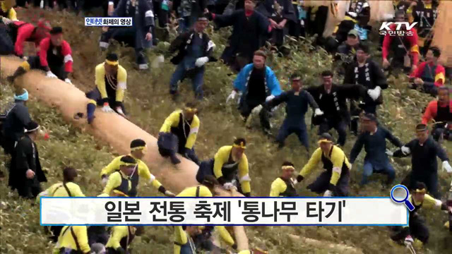 일본 전통 축제 '통나무 타기' [화제의 영상]