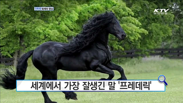 세계에서 가장 잘생긴 말 '프레데릭' [화제의 영상]