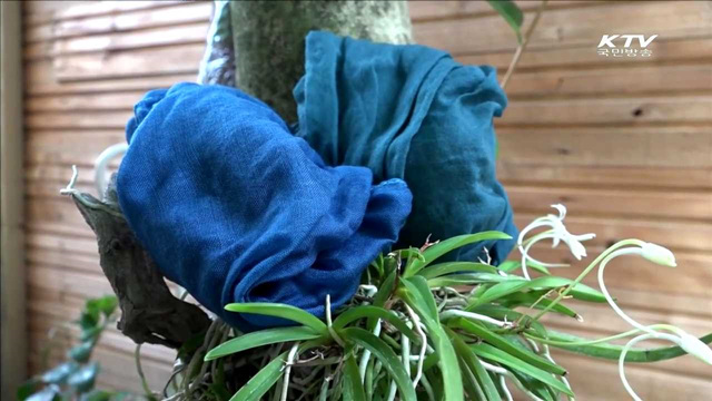 쪽빛으로 세상을 물들이는 염색장이