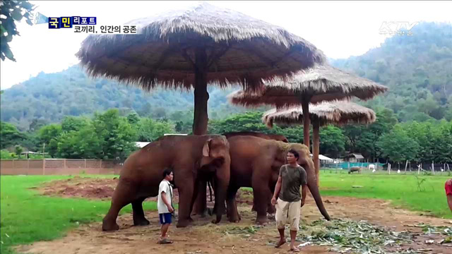상처받은 코끼리 인간과 더불어 지내요