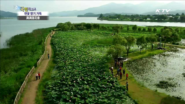 두물머리 연꽃 장관…올해부터 야간에도 개방