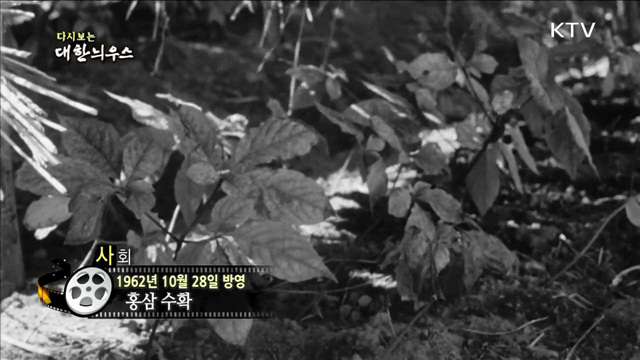 다시보는 대한늬우스 (62.10.28)