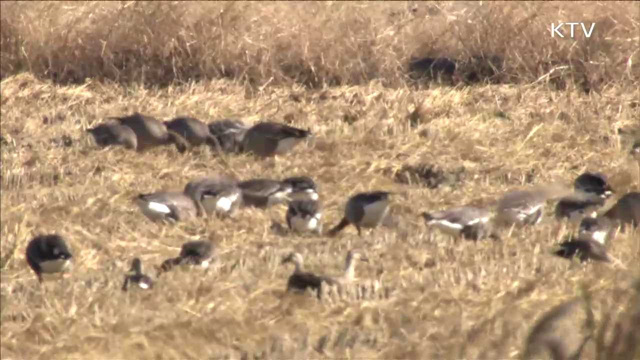 숨은 명소 '천수만'…철새들의 최고 쉼터