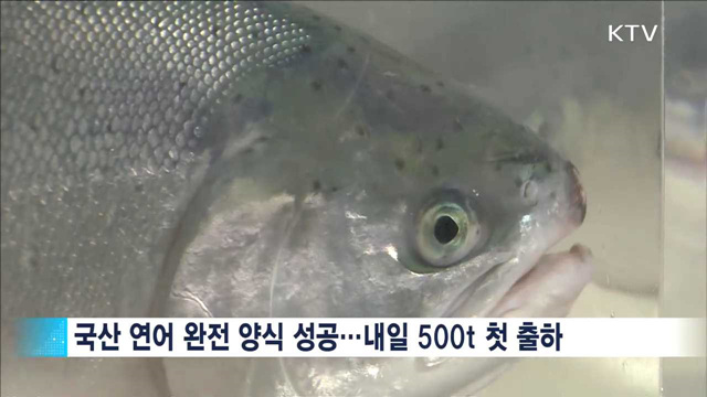 국산 양식 연어 500t 내일 첫 출하