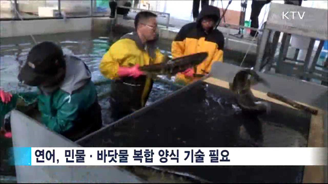 국산 양식 연어 500t 내일 첫 출하