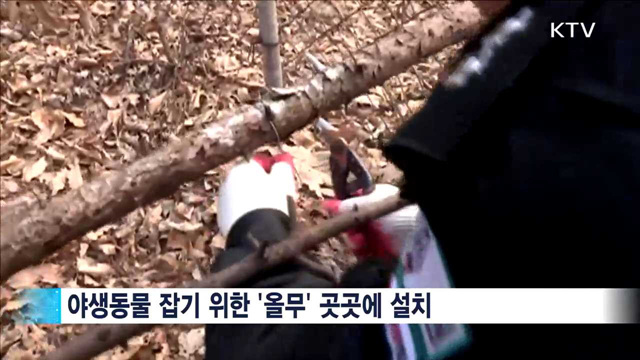 겨울철 야생동물 밀렵 기승…단속 강화