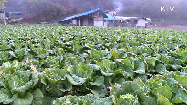 정부 비축 배추 4천 500톤 저렴하게 공급