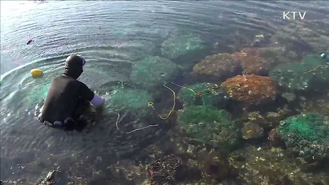 유네스코 등재 임박…'제주 해녀'를 찾아서