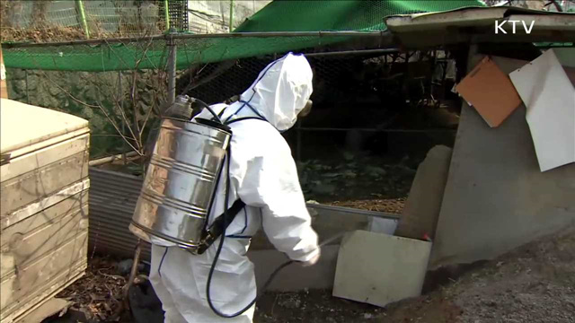 닭·오리 130만 마리 살처분…추가방역 실시