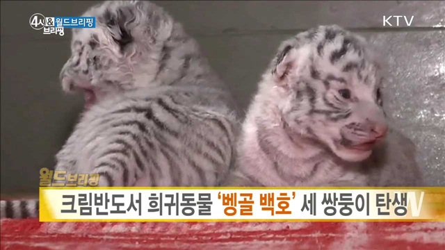 크림반도서 희귀동물 '벵골 백호' 세 쌍둥이 탄생 [월드 브리핑]