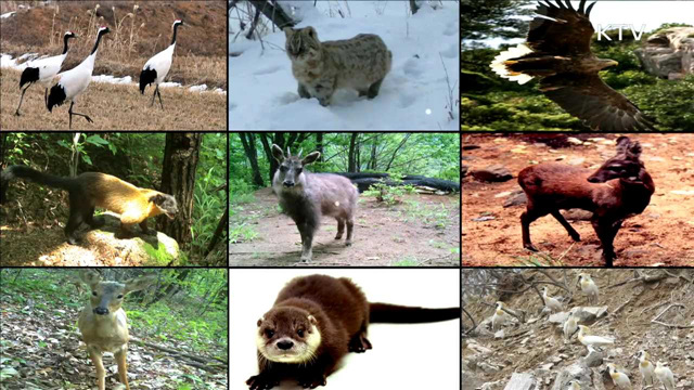 '사향노루·반달가슴곰', DMZ에 사는 멸종위기종