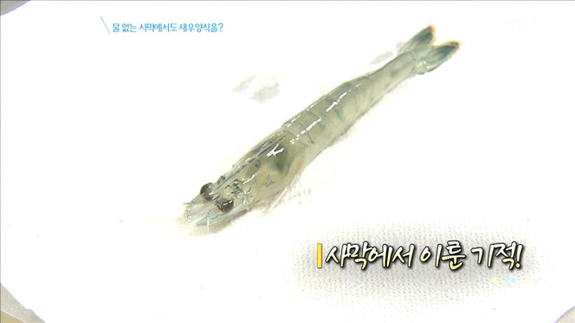 물 없는 사막에서도 새우양식을?