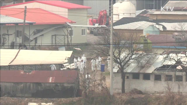 AI 위기경보 '심각'으로 격상…영남서 첫 의심신고