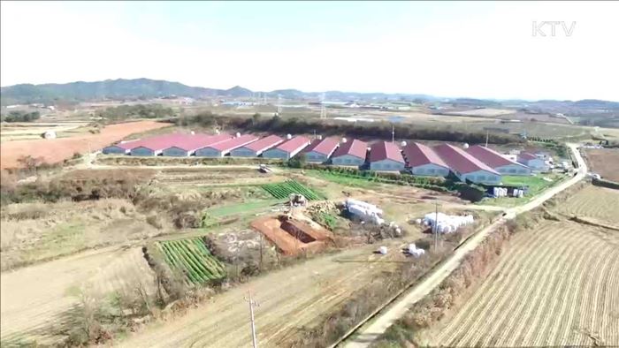 산란계 농장 계란 이동금지…"계란 수입 지원"