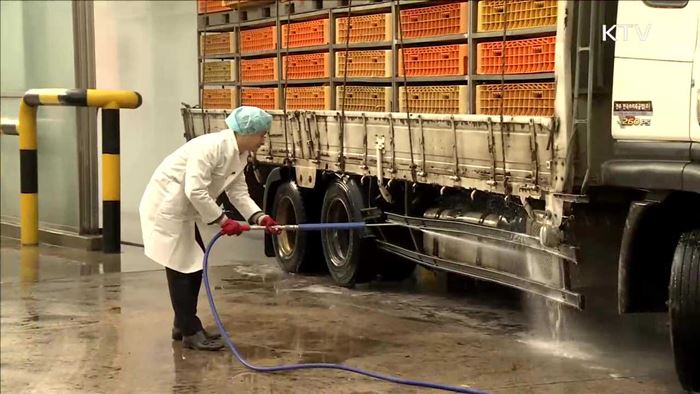 "유통 닭·오리고기 안전"…도축장 현장을 가다