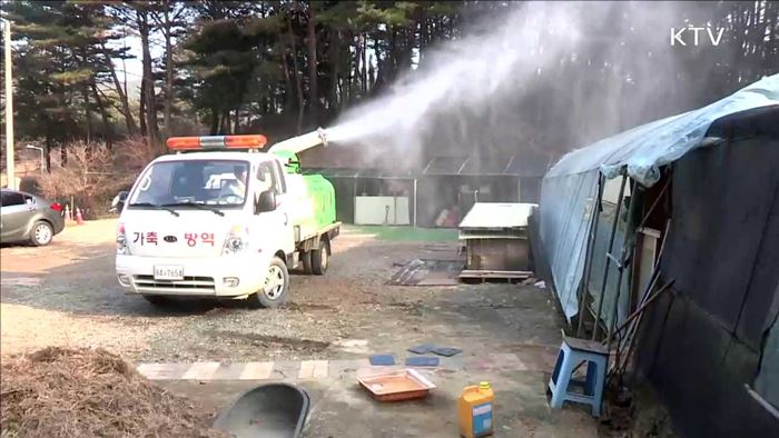 AI 신고 지연 농가 '제재'…고양이 포획 검사