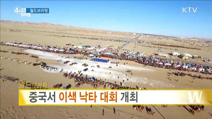 중국서 이색 낙타 대회 개최 [월드 브리핑]