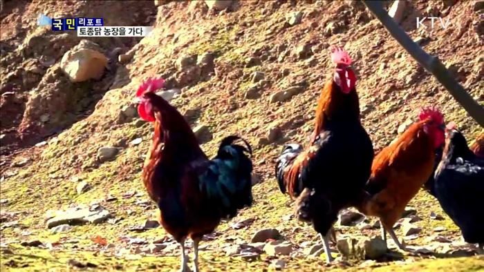 정유년 붉은 닭띠 해…토종닭 농장을 가다
