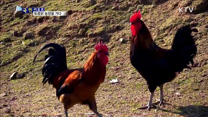 정유년 붉은 닭띠 해…토종닭 농장을 가다