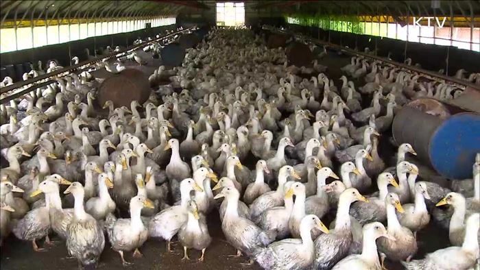 전국 오리농장 정밀검사…비둘기 AI 미검출