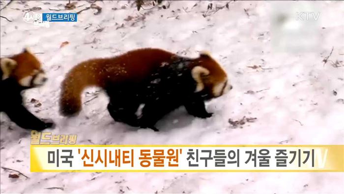 미국 '신시내티 동물원' 친구들의 겨울 즐기기 [월드 브리핑]