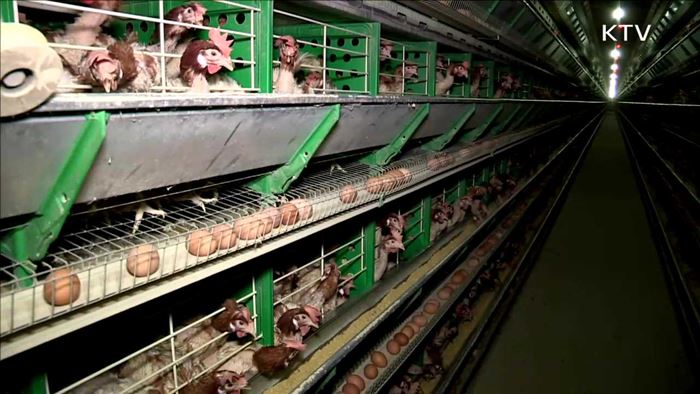 달걀 수입 시 운송료 50% 지원…수급 안정