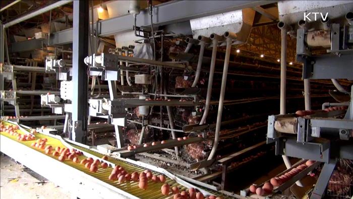 AI 진정 국면 유지…제주도 야생조류서 의심사례