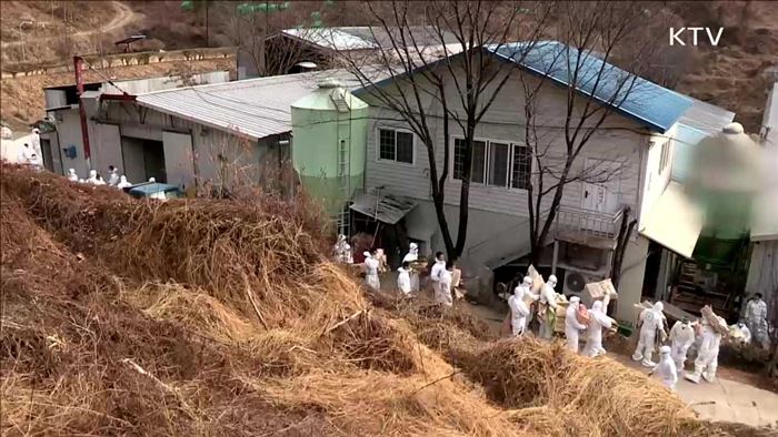 AI '소강상태'…정부, 신선 달걀 직접수입 추진