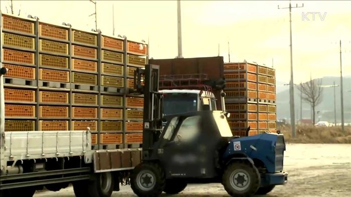 달걀 수입 항공운송비 추가 지원…1톤당 150만 원