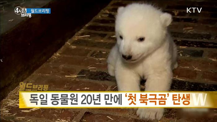 독일 동물원 20년 만에 '첫 북극곰' 탄생 [월드 브리핑]