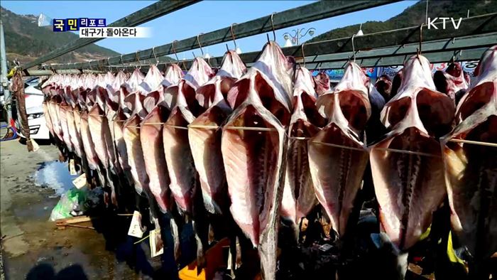 대구 어획량 회복…인공 수정 사업 효과 톡톡 